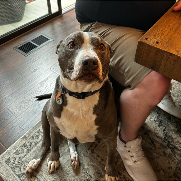 Meet your Posher, Tracy - Picture 6 of 12